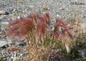 Hordeum jubatum L.